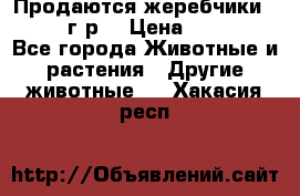 Продаются жеребчики 14,15 16 г.р  › Цена ­ 177 000 - Все города Животные и растения » Другие животные   . Хакасия респ.